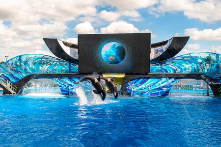 Orlando, Florida. November 22. 2019. Spectacular killer whales jumping in One Ocean Show at Seaworld 2のeditorial素材