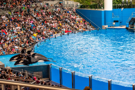 Orlando, Florida. December 30, 2019. Killer whale posing in Orca Encounter Show at Seaworld 2