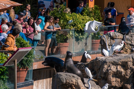 Orlando, Florida. December 07, 2019. People viewing sea lions at Seaworld 3