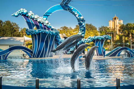 Orlando, Florida. November 20, 2020. Dolphins jumping in Dolphins Day Show at Seaworld (13)のeditorial素材