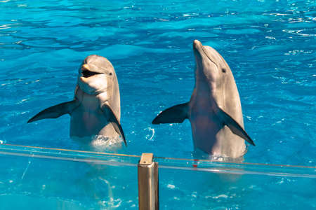 Orlando, Florida. November 25, 2020. Nice dolphins in Dolphin Days Show at Seaworld (3)のeditorial素材