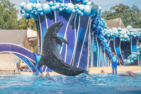 Orlando, Florida. November 20, 2020. Dolphins jumping in Dolphins Day Show at Seaworld (120)のeditorial素材