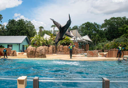 Orlando, Florida. September 28, 2021. Dolphin Adventures Show at Seaworld (1)のeditorial素材