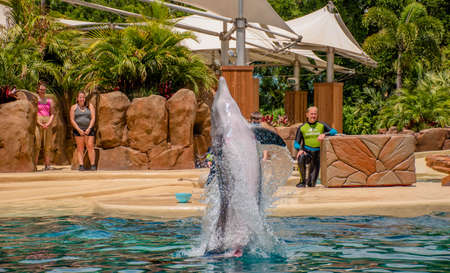 Orlando, Florida. September 28, 2021. Dolphin Adventures Show at Seaworld (11)のeditorial素材