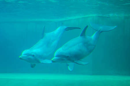 Orlando, Florida. September 28, 2021. Dolphin underview encounter at Seaworld (65)のeditorial素材