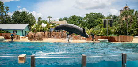 Orlando, Florida. September 28, 2021. Dolphin Adventures Show at Seaworld (2)のeditorial素材