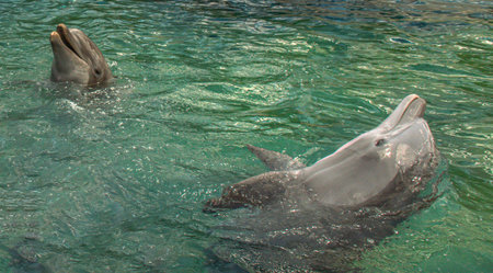 Orlando, Florida. September 28, 2021. Dolphin encounter in Nursery at Seaworld (36)のeditorial素材