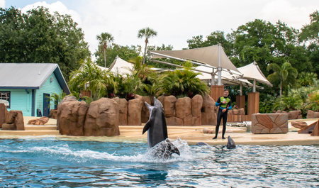 Orlando, Florida. September 28, 2021. Dolphin Adventures Show at Seaworld (13)のeditorial素材