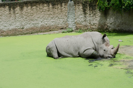 Rhinoの写真素材