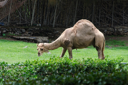 Dromedaryの写真素材