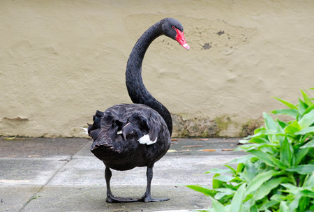 Black Swanの写真素材