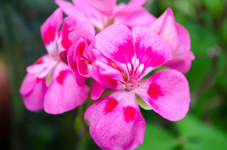 Azalea flower
