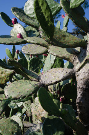 With prickly pear cactus
