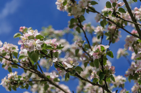First spring leaves sprouts on the tree, springtime