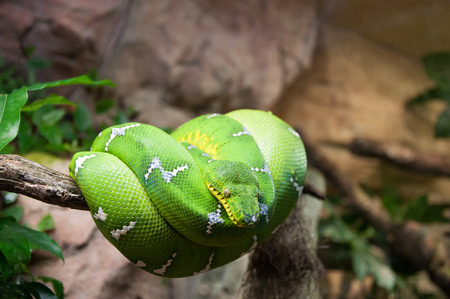 Green tree python Morelia Viridis macroの写真素材