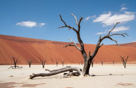 Dead trees in Deadvlei, Sossusvlei, Namibiaの素材