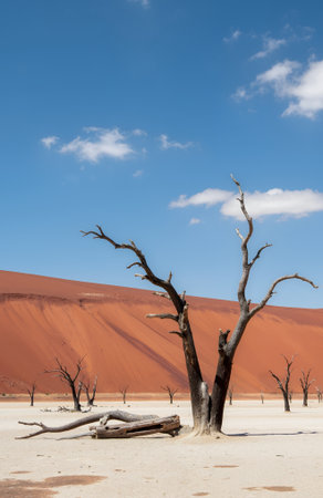 Dead Vlei, Sossusvlei, Namibiaの素材