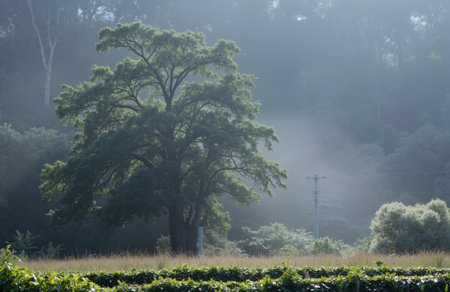 Morning fog in the field. Summer landscape with fog and trees.の素材