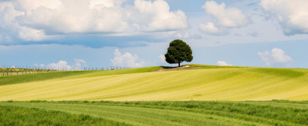 Lonely tree on a green field in Tuscany, Italyの素材