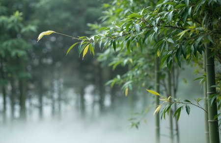Bamboo forest in the morning with fog, natural landscape background.の素材