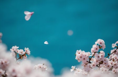 cherry blossom sakura on blue sky background with copy spaceの素材