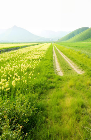Green meadow and mountain in the morning, natural landscape background.の素材