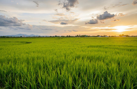 Rice field in the evening at Chiang Mai, Thailand.の素材