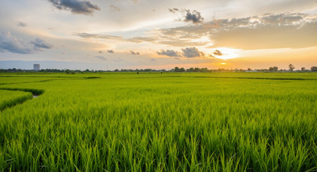 Rice field at sunset in Thailand, Landscape of rice field at sunset.の素材