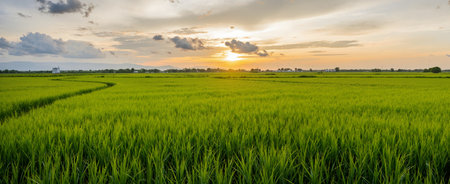 Rice field in the evening, Panorama of green rice fieldの素材