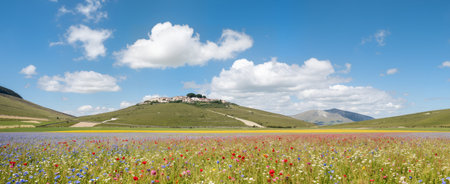 Panoramic view of cornflower meadow in Castelluccio di Norcia, Italyの素材