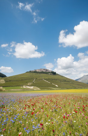 Field of cornflowers and mountains in Tuscany, Italyの素材
