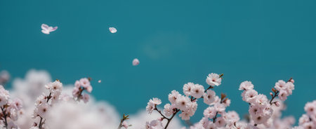 Beautiful pink cherry blossom sakura flowers on blue sky backgroundの素材