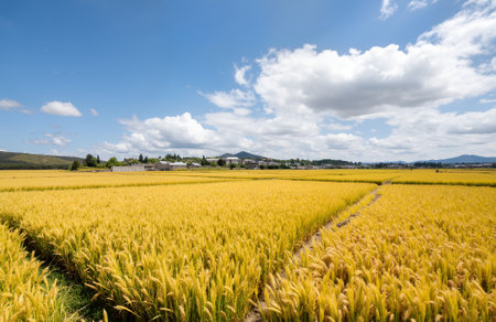 Rural landscape in South Korea,Miyajima Rice Fieldの素材