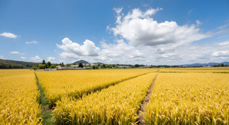 Rice field in the countryside of south korea Daegwallyeongの素材
