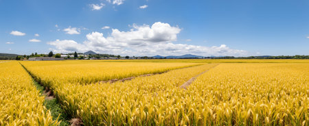 Panoramic view of golden rice field with blue sky and white cloudsの素材