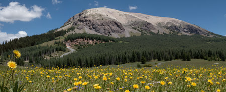 panoramic view of the mountains and meadows with yellow flowersの素材