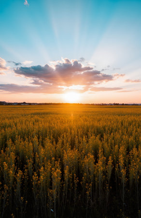 Sunflower field in Tuscany, Italy at sunset with sunbeamsの素材