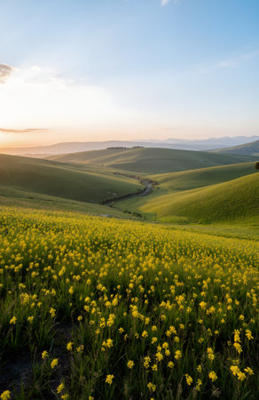 Poppies field at sunset in Tuscany, Italy.の素材