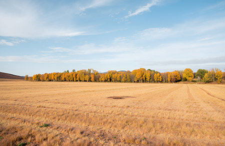 Autumn landscape with yellowed trees in the field and blue skyの素材