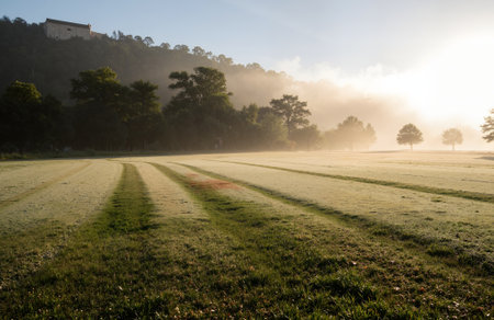 Morning fog in the meadow with sunbeams and fog.の素材