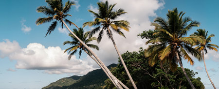 Coconut palm trees on the island of Koh Samui, Thailandの素材
