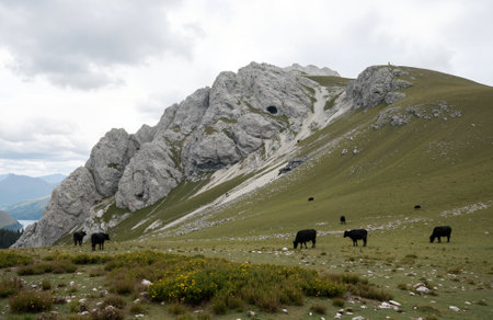 Mountain landscape with black cows in the Dolomites, Italyの素材