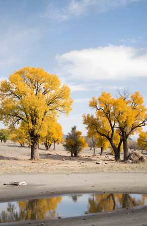 Populus euphratica in autumn, Utah, USA.の素材