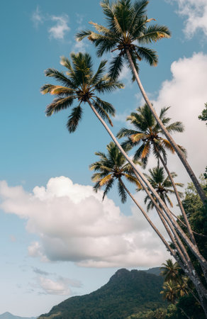 Coconut palm trees on the blue sky and cloud background.の素材