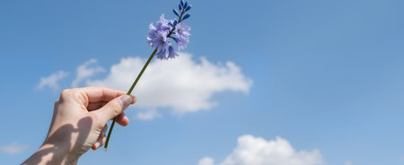 Blue cornflowers in hand on a background of blue sky with cloudsの素材