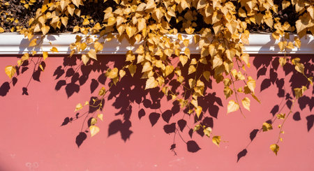 Colorful ivy leaves on a pink wall. Autumn season.の素材