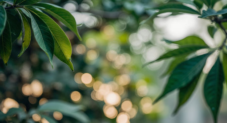 Green leaves background with bokeh light in the morning. Natural background.の素材
