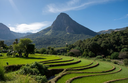 Rice fields in Chiang Mai,Thailand. Chiang Mai is one of the most beautiful villages in Thailand.の素材