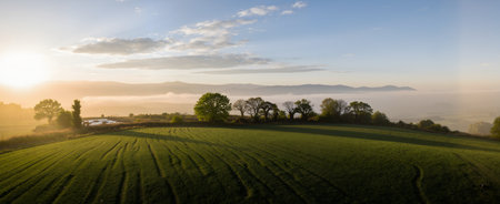 Panoramic view of a green field with trees in the morningの素材