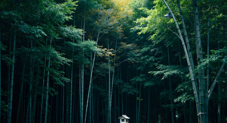 bamboo forest in south korea,Bamboo forest in south koreaの素材
